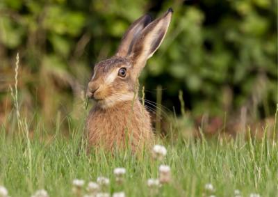 Photo of a hare